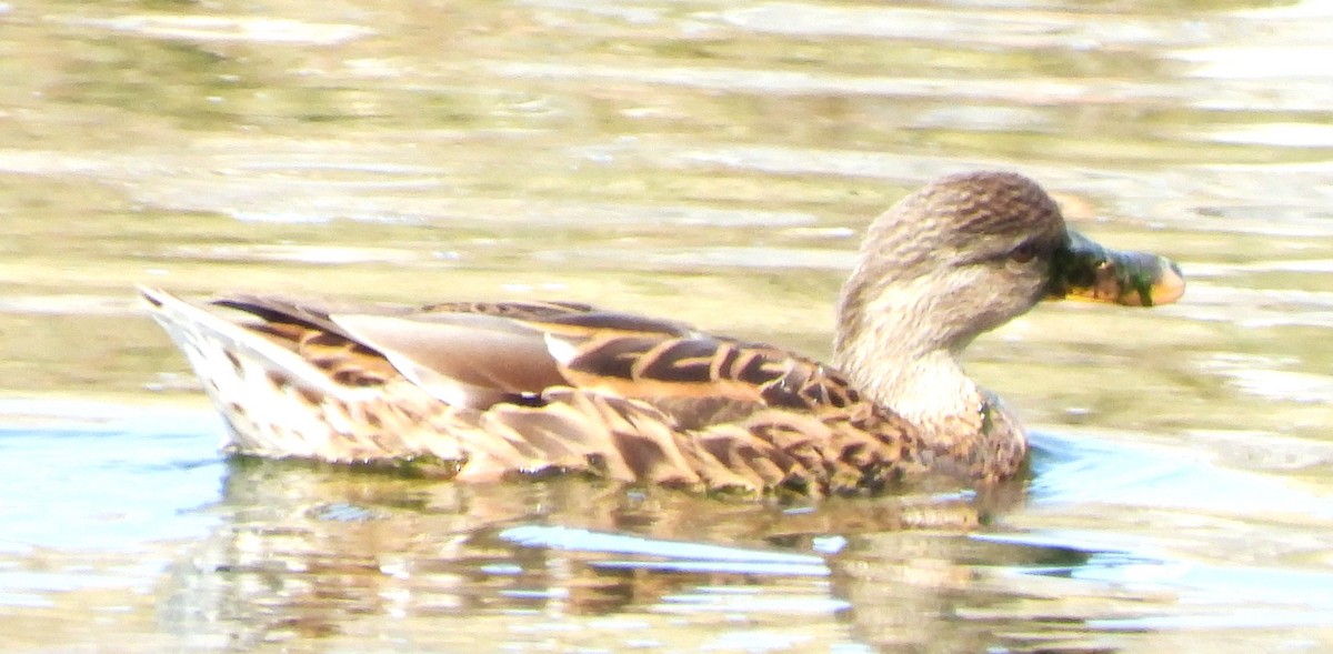 Mallard - ML642874627