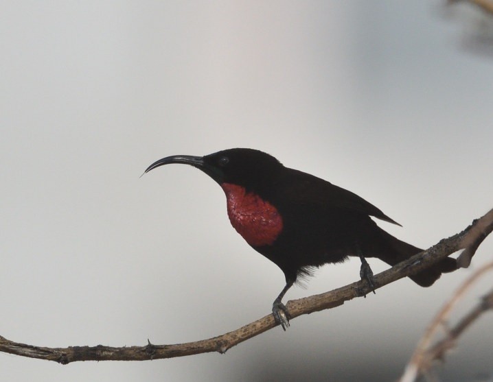 Scarlet-chested Sunbird - ML642874631