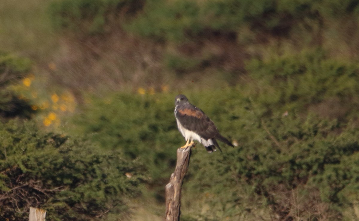 White-tailed Hawk - ML642874632