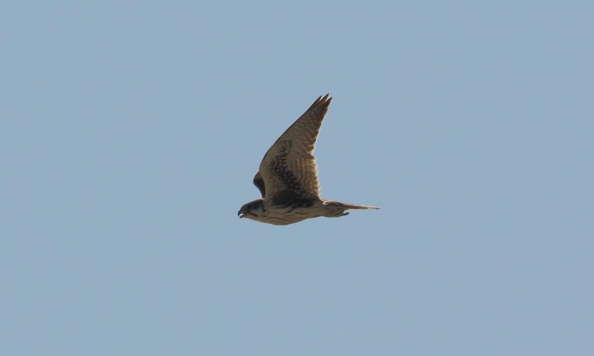 Prairie Falcon - ML642874637