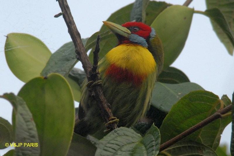 Versicolored Barbet - ML642874639