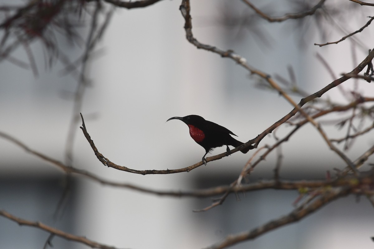 Scarlet-chested Sunbird - ML642874640
