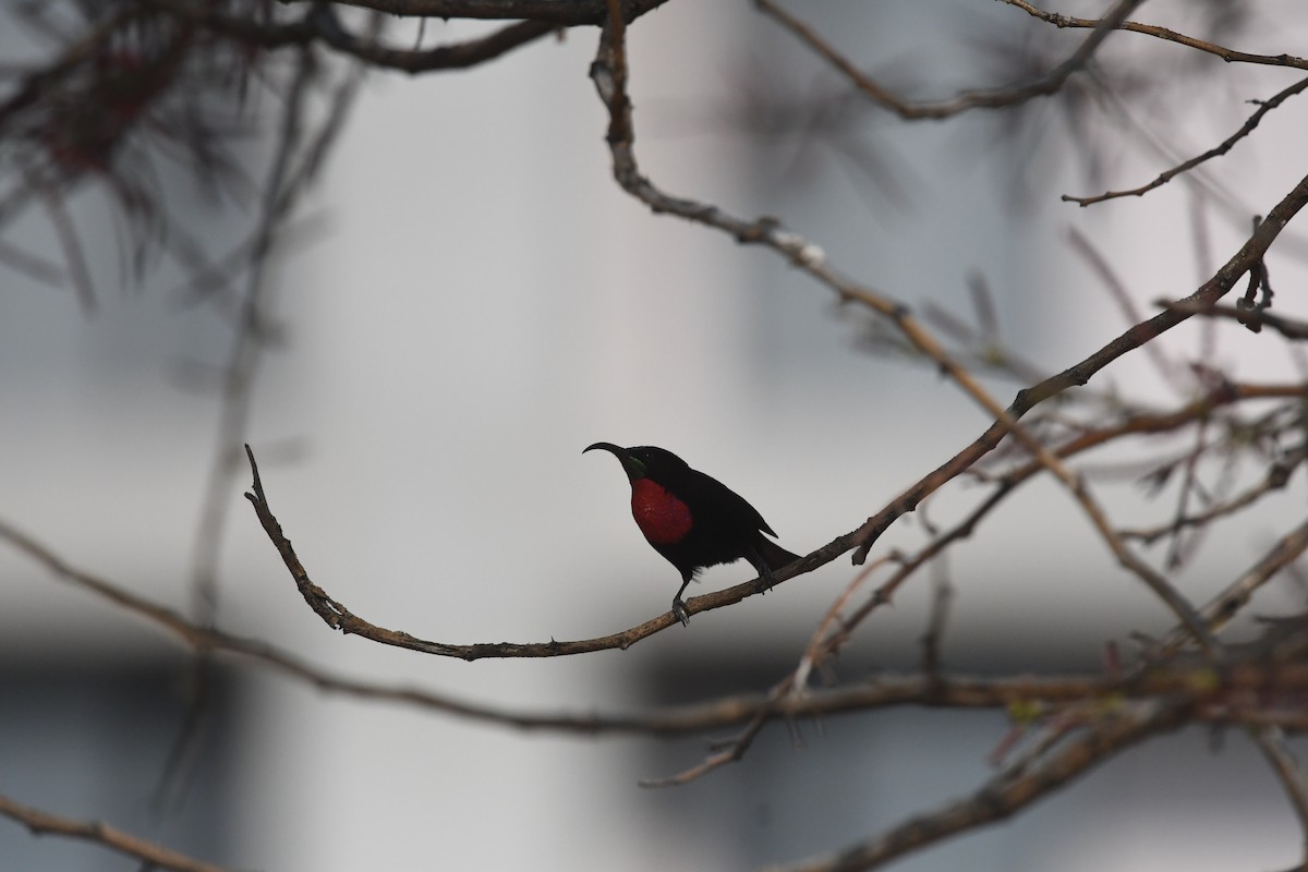 Scarlet-chested Sunbird - ML642874642