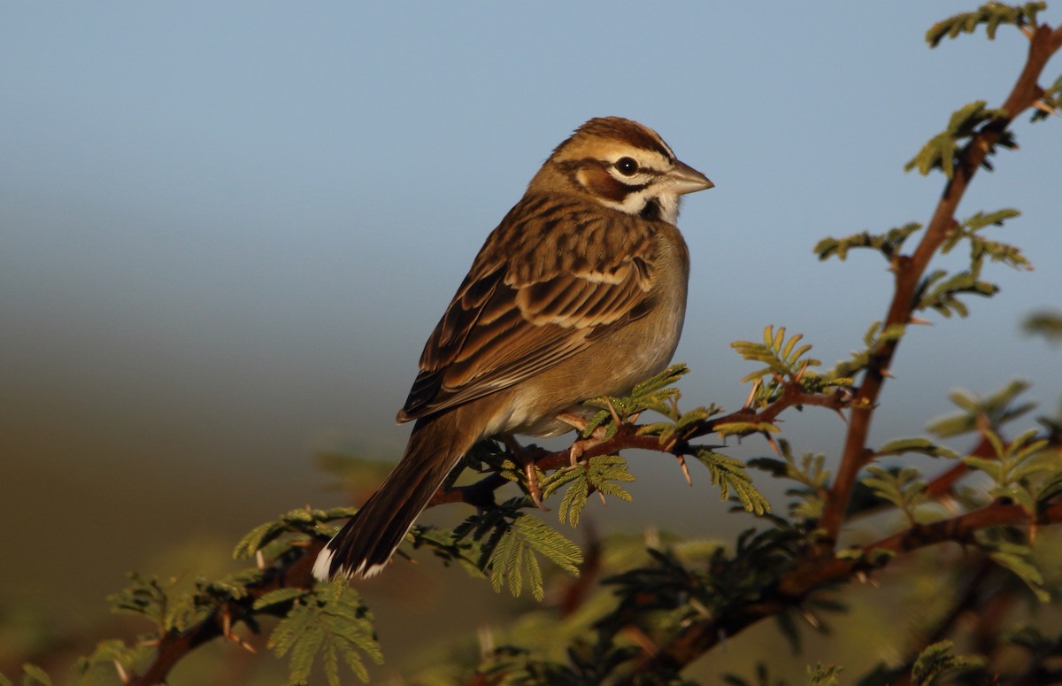Lark Sparrow - ML642874644