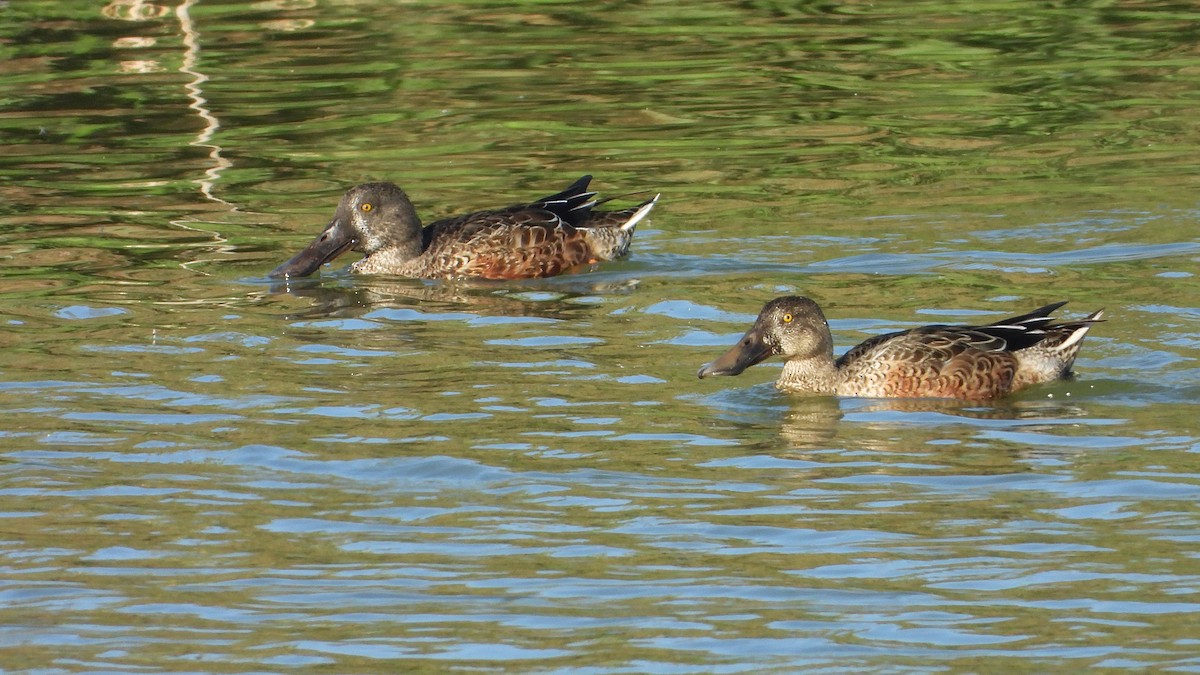 Northern Shoveler - ML642874663