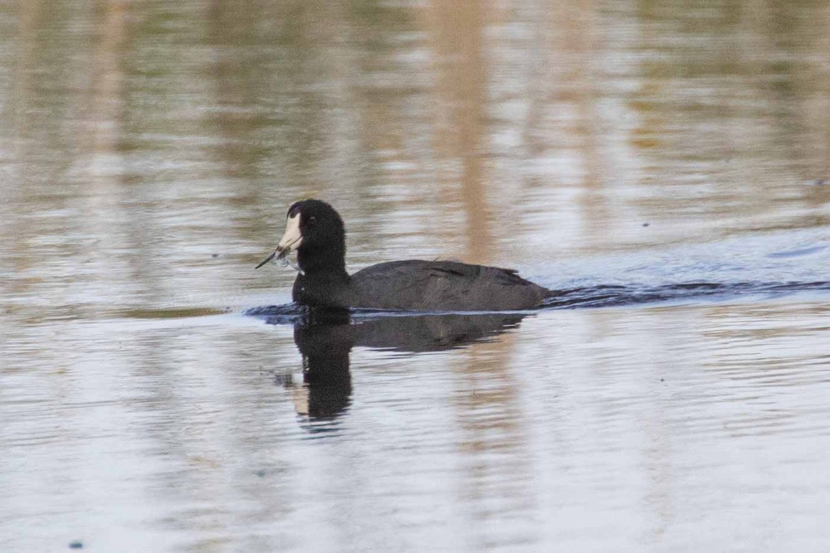 American Coot - ML642874670