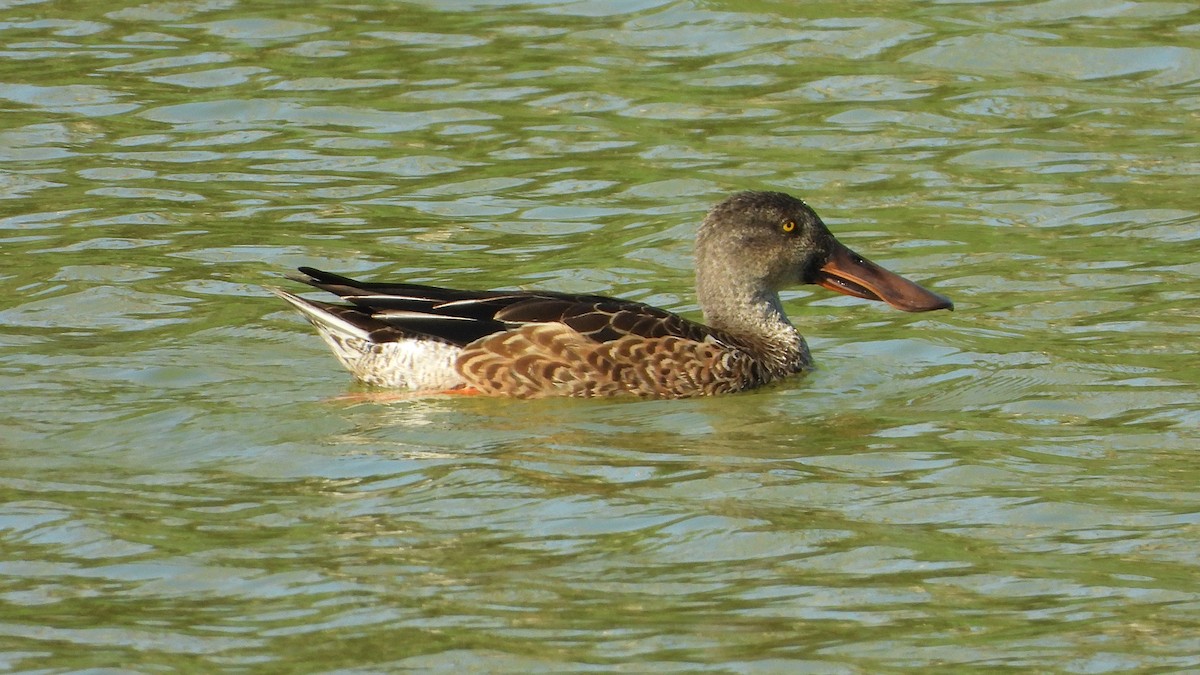 Northern Shoveler - ML642874676