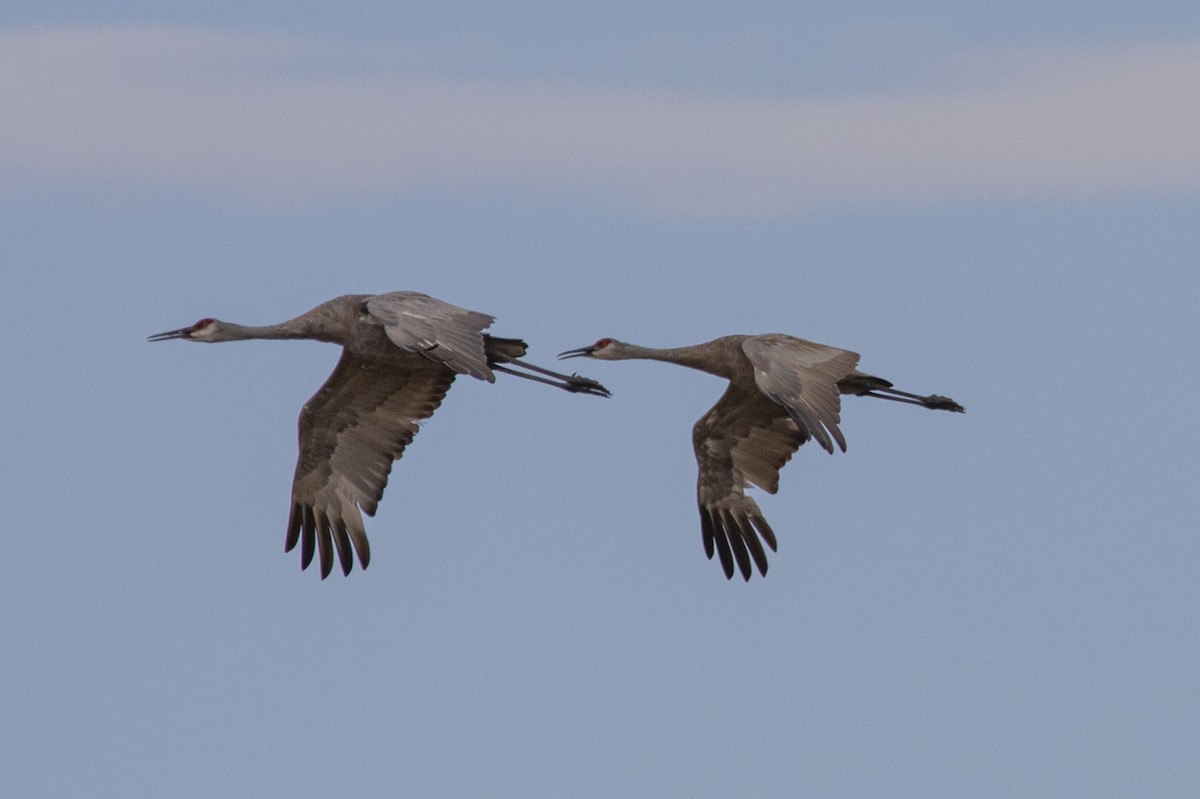 Sandhill Crane - ML642874677