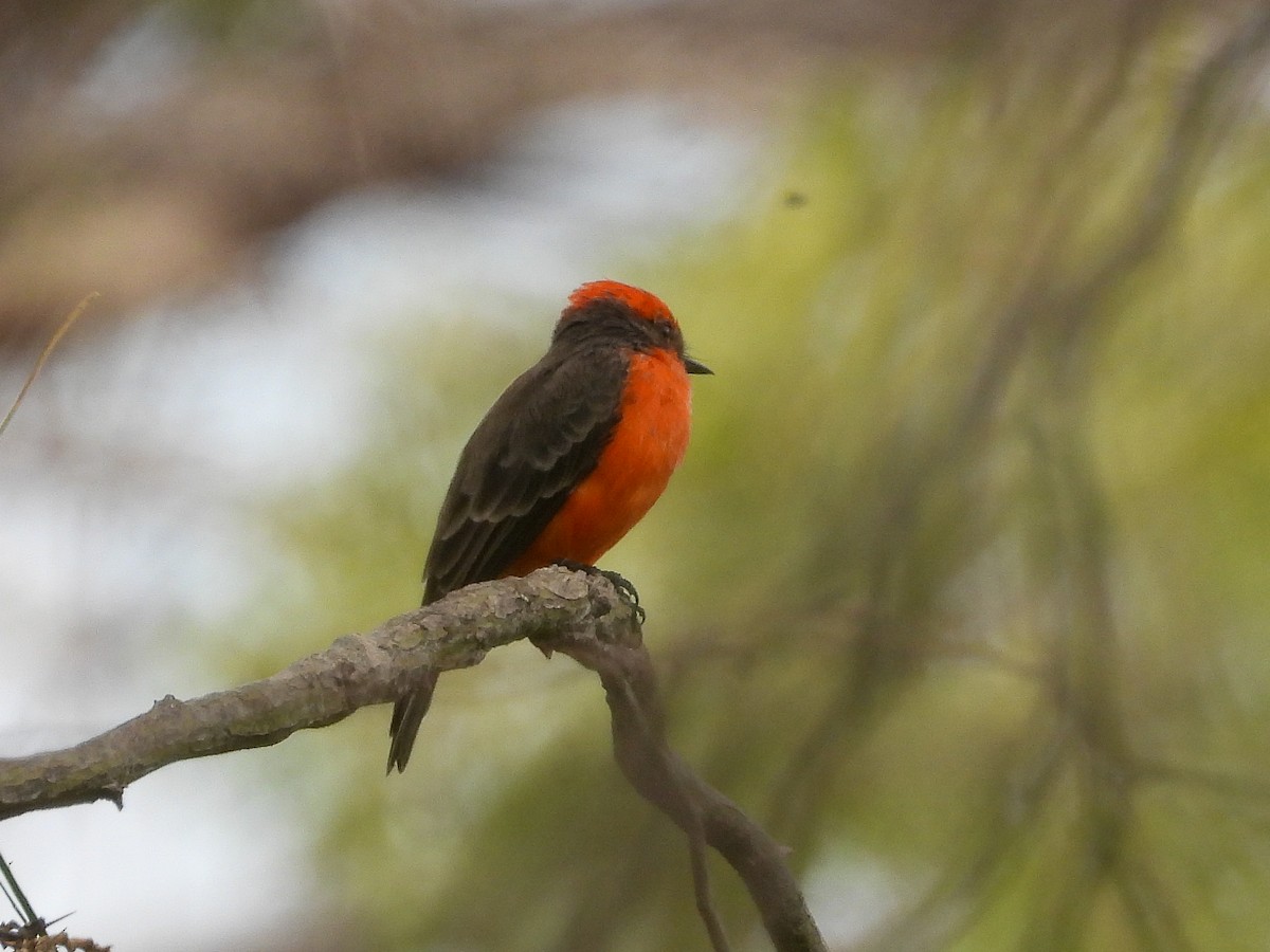 Vermilion Flycatcher - ML642874682