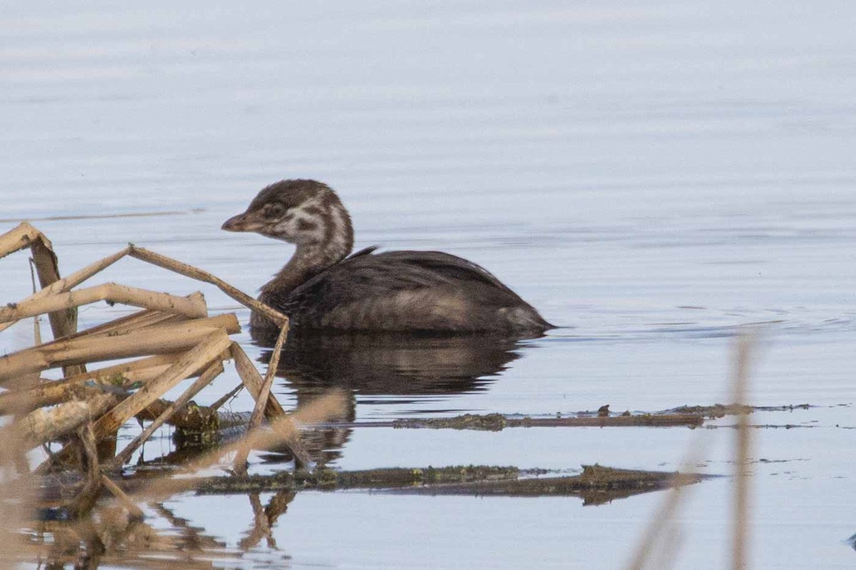 Pied-billed Grebe - ML642874685