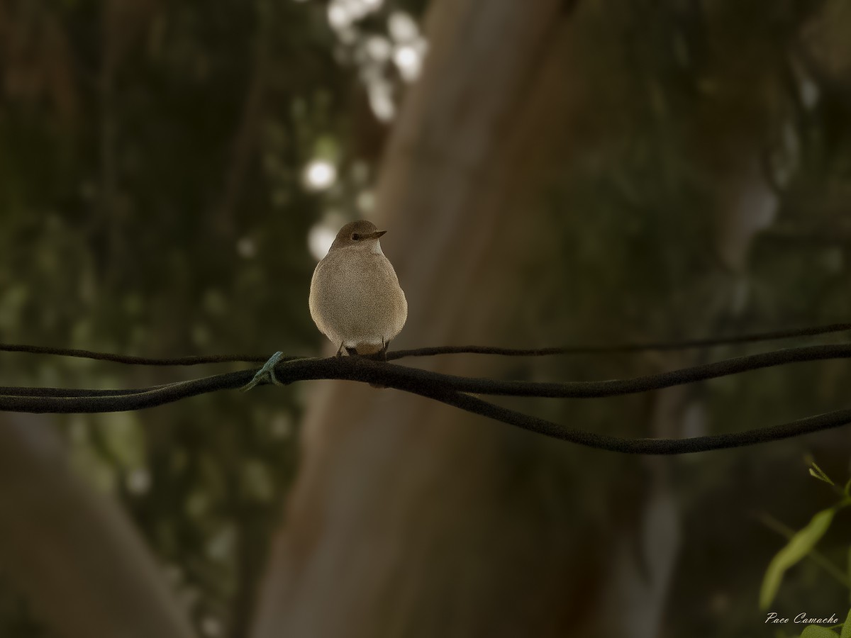 Animals - ML642874696