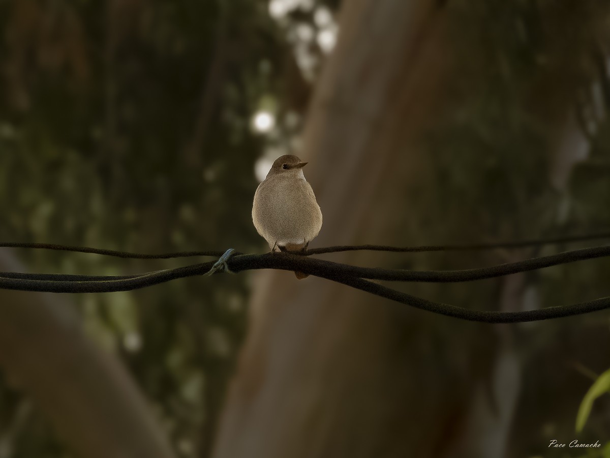 Animals - ML642874697