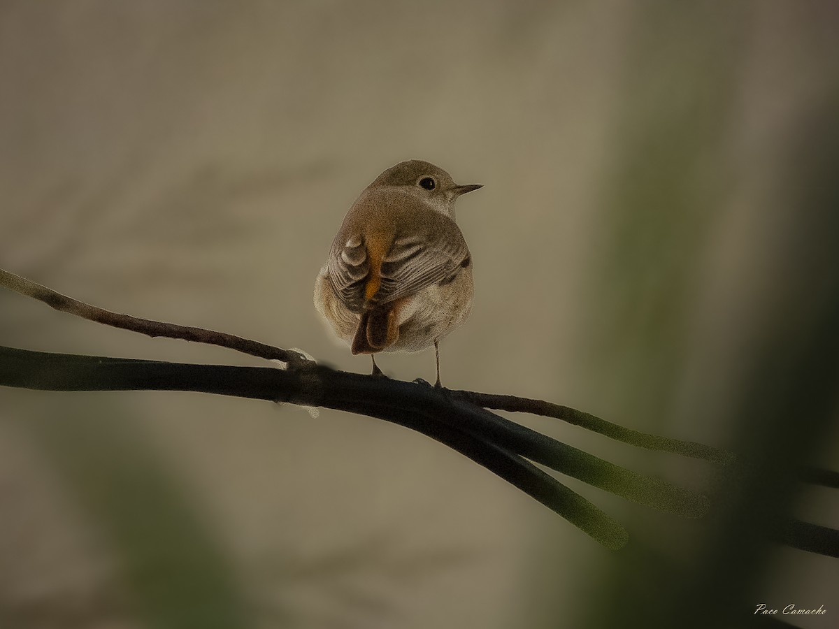 Animals - ML642874699