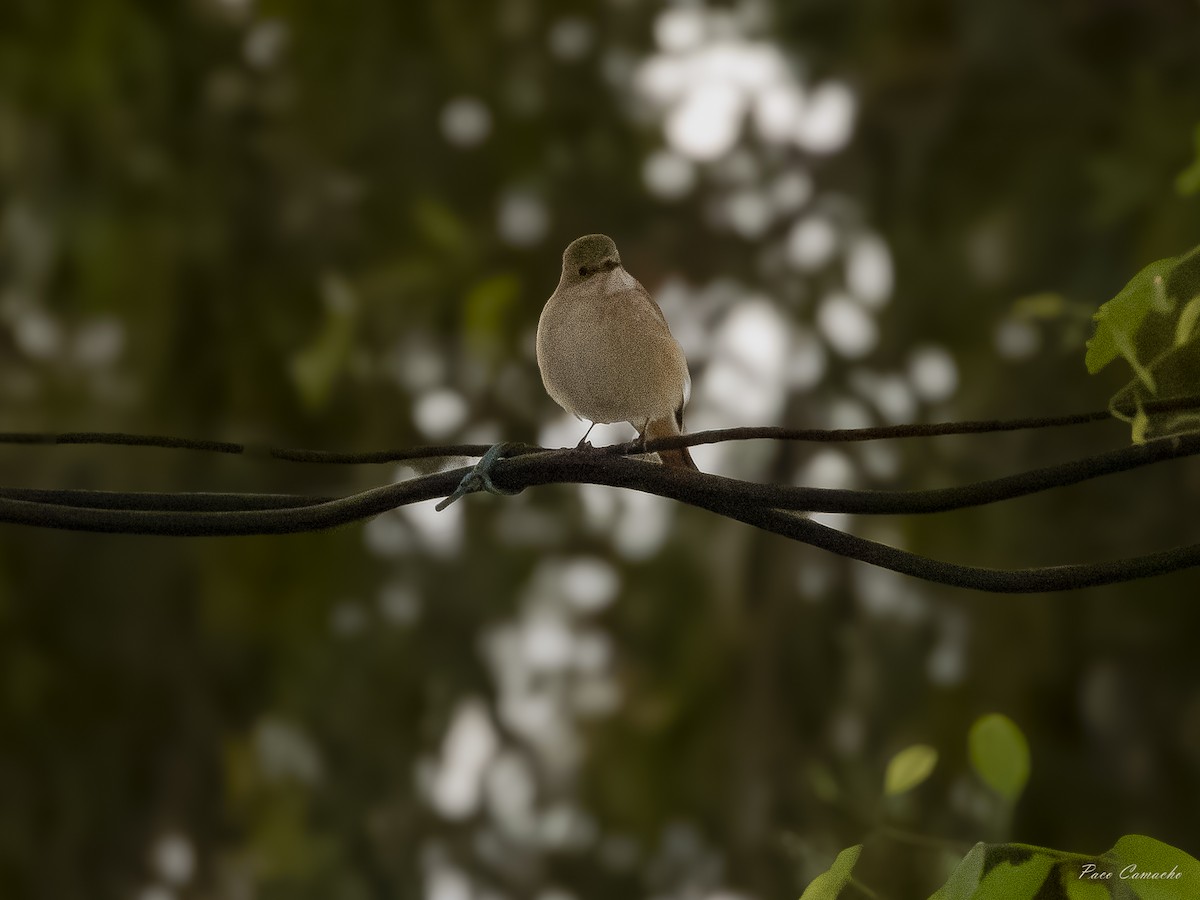 Animals - ML642874700