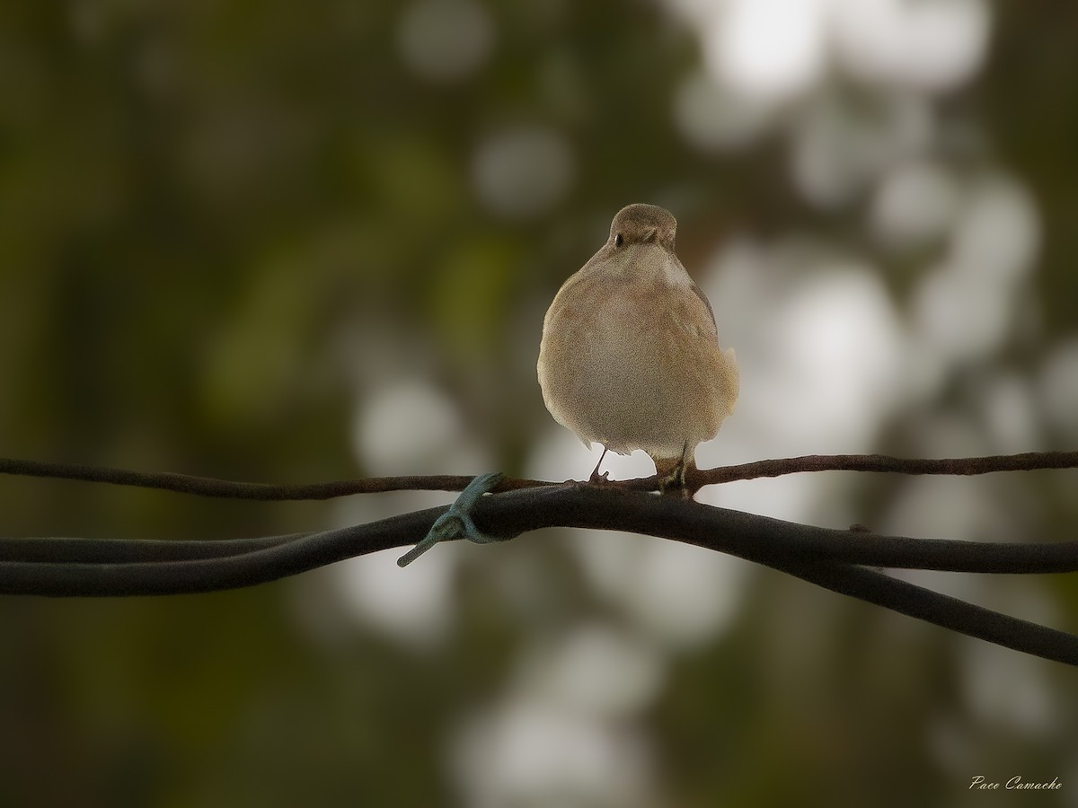 Animals - ML642874701