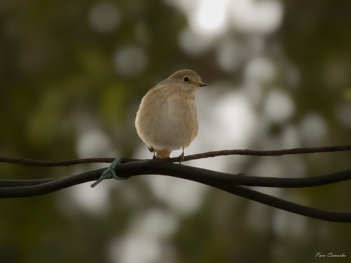 Animals - ML642874702