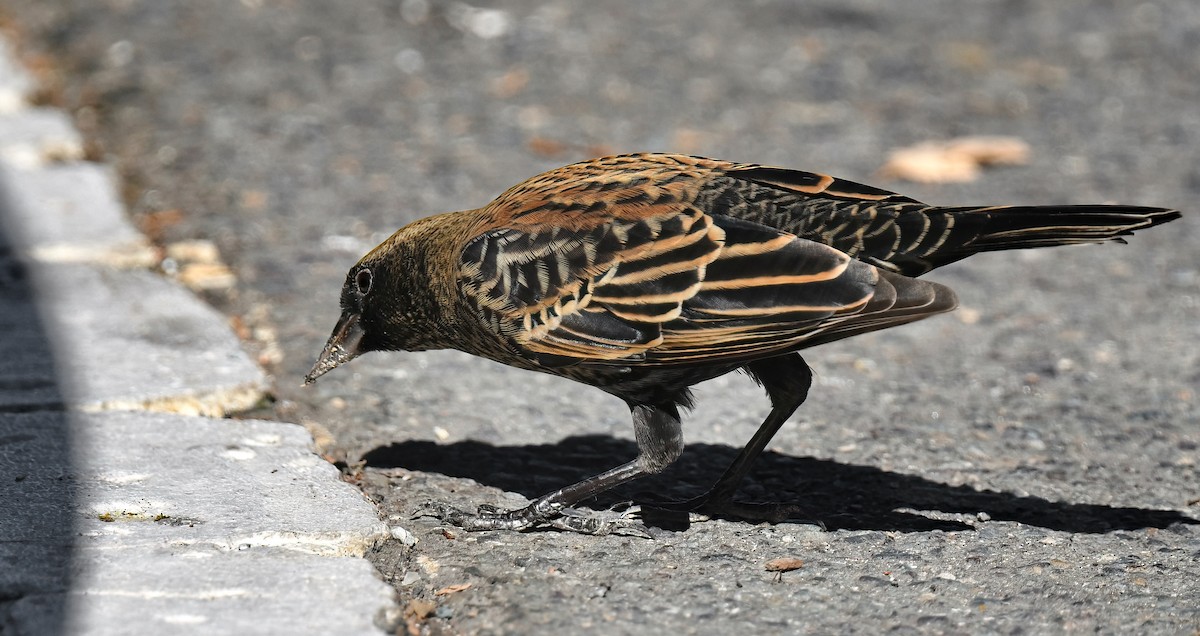 Red-winged Blackbird - ML642874710