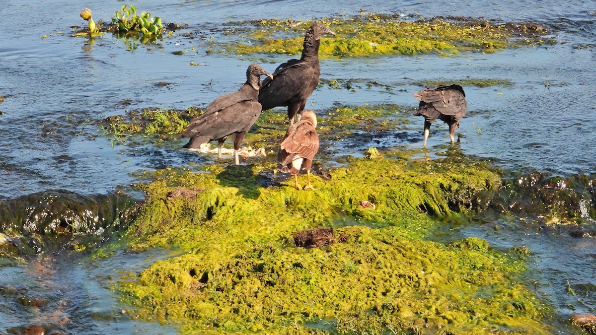 Black Vulture - ML642874721