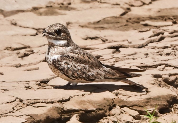 Sand-colored Nighthawk - ML642874743