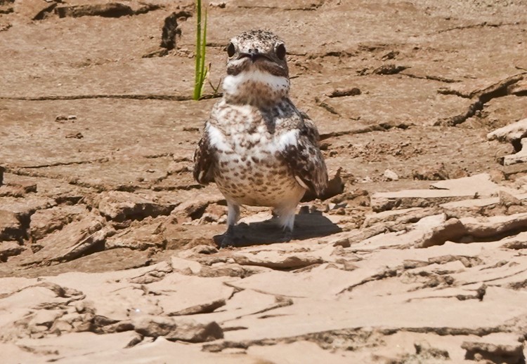 Sand-colored Nighthawk - ML642874744