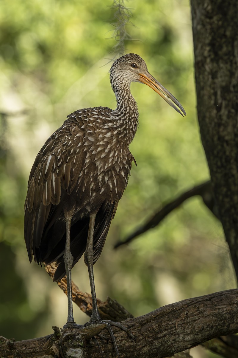 Limpkin - ML642874748
