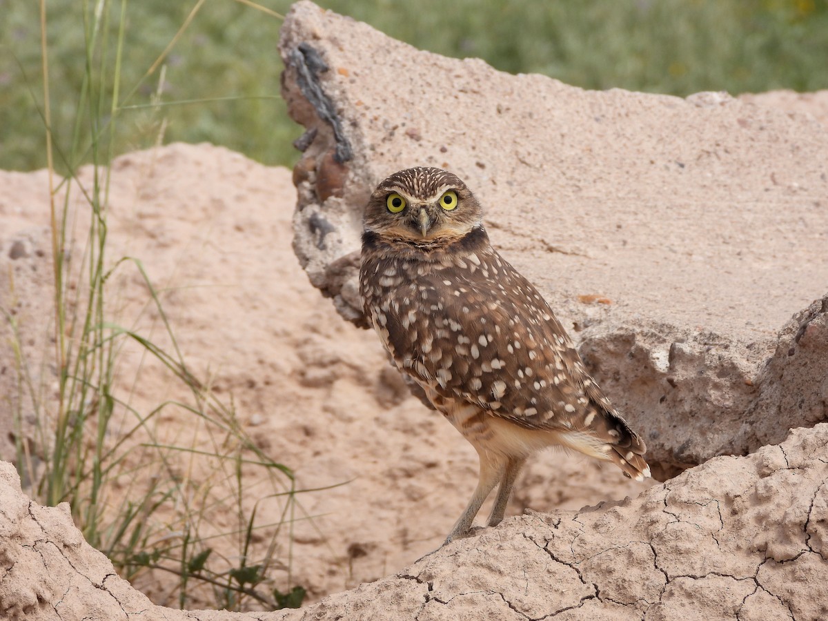 Burrowing Owl - ML642874752