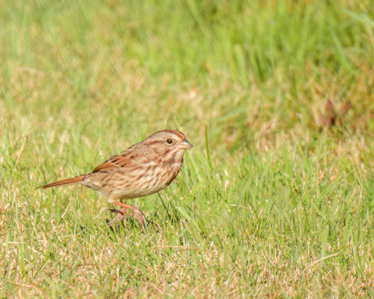 Song Sparrow - ML642874753