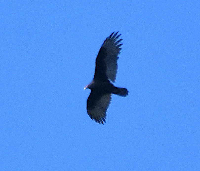 Turkey Vulture - ML642874754