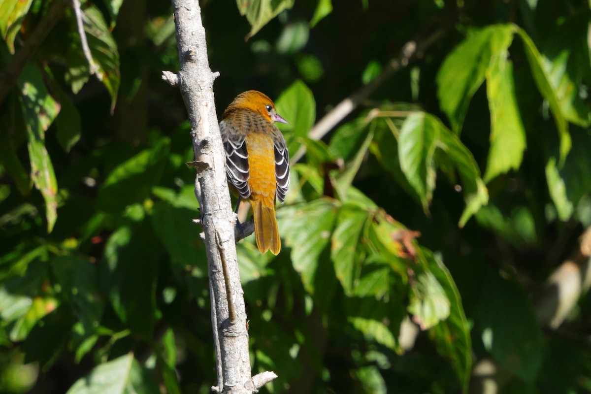 Baltimore Oriole - ML642874758