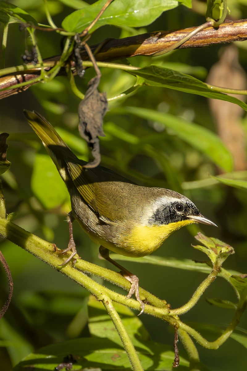 Common Yellowthroat - ML642874760