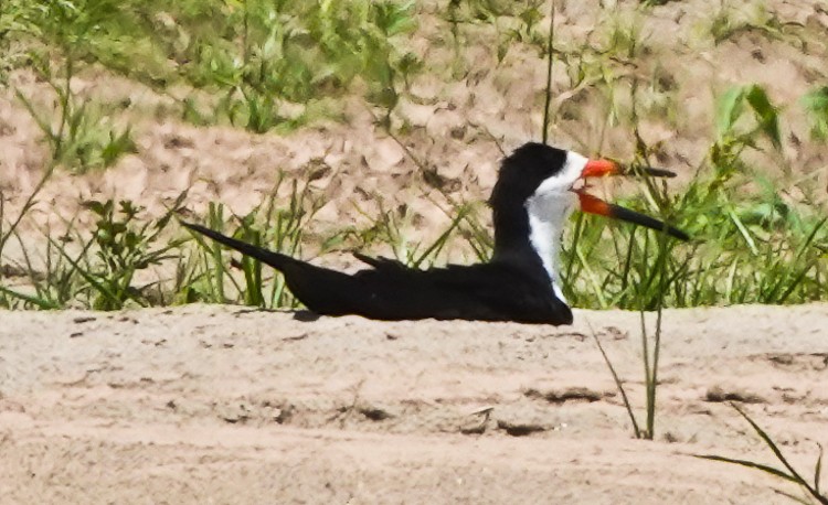 Black Skimmer - ML642874762