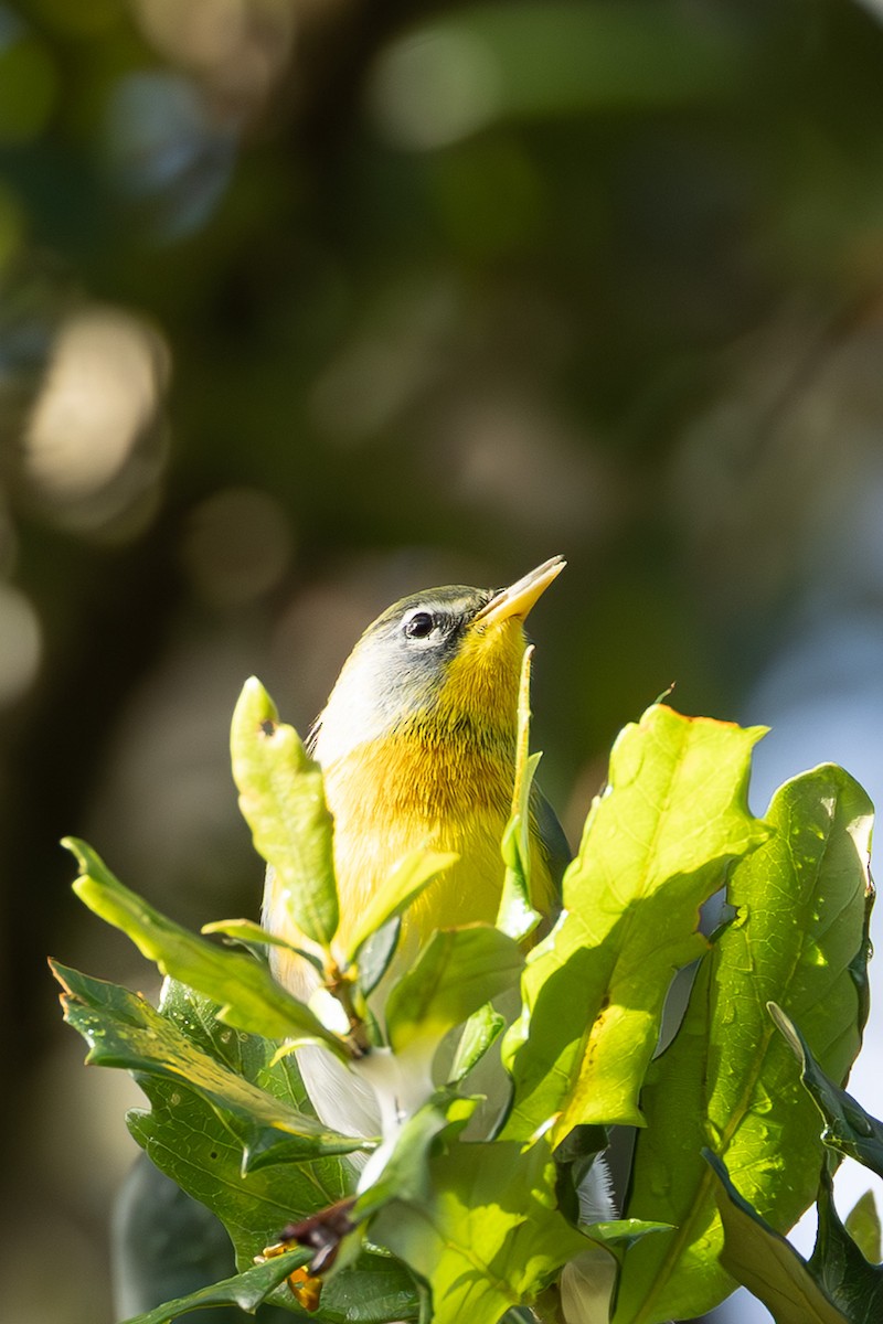 Northern Parula - ML642874764
