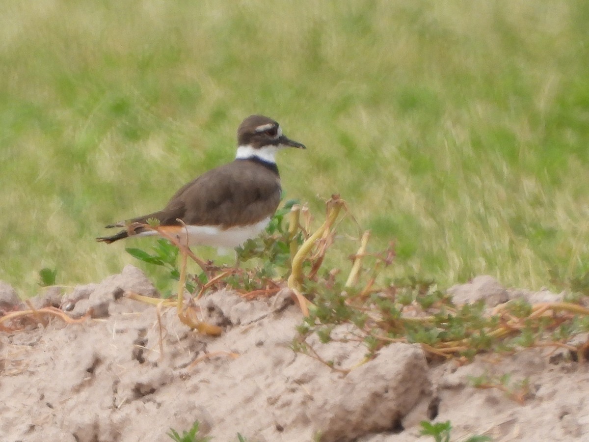 Killdeer - ML642874767