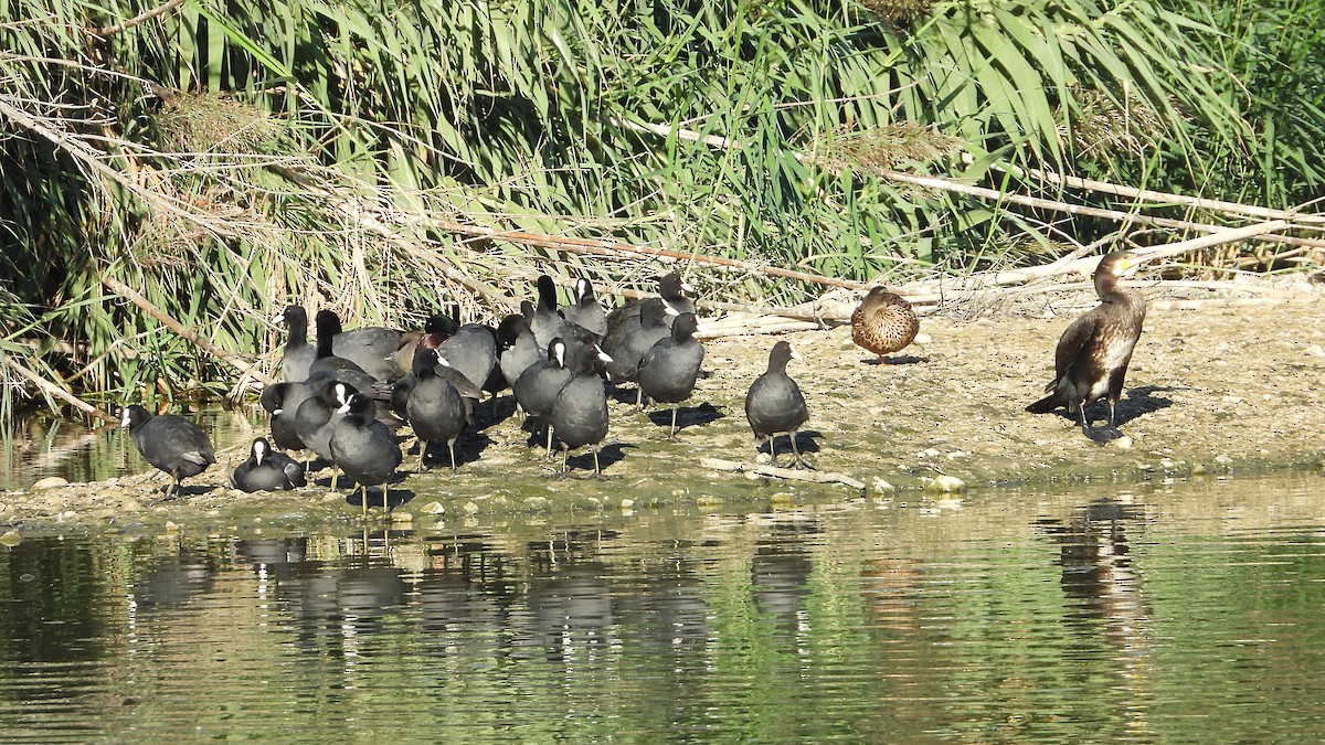 Eurasian Coot - ML642874769