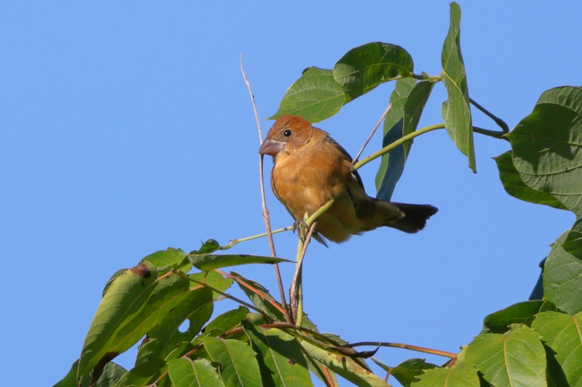 Blue Grosbeak - ML642874771