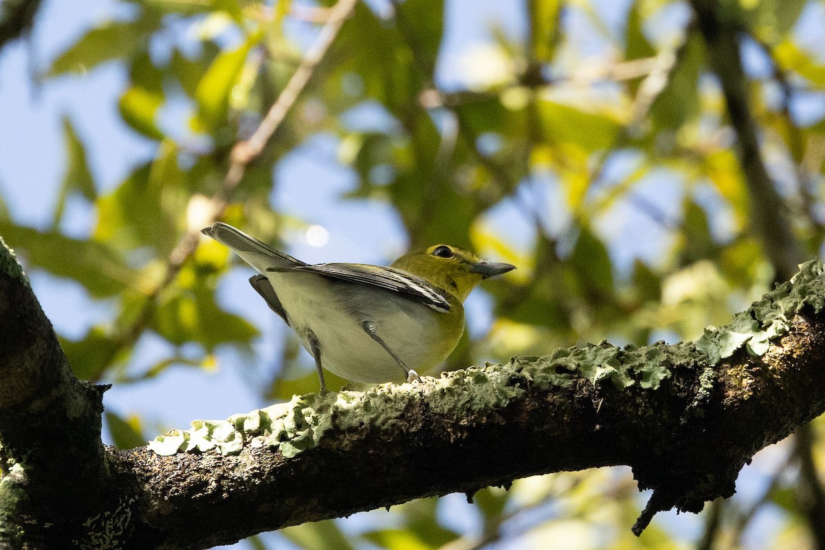 Yellow-throated Vireo - ML642874775
