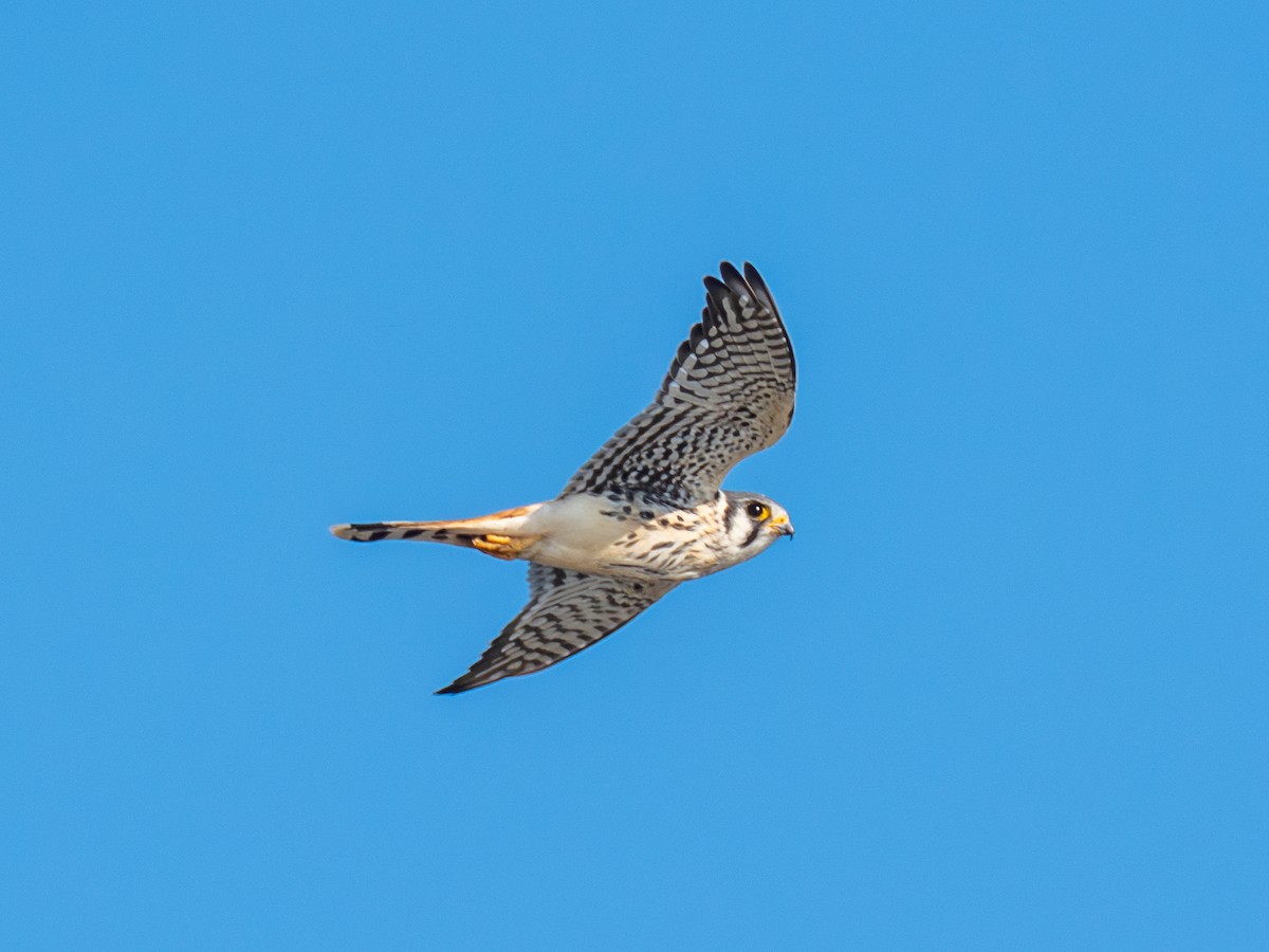 American Kestrel - ML642874776