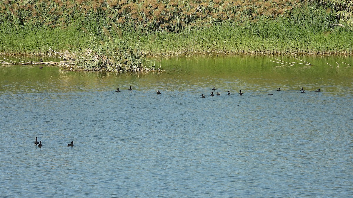 Eurasian Coot - ML642874777