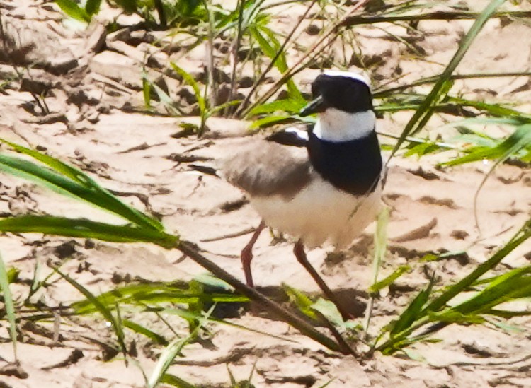 Pied Plover - ML642874778