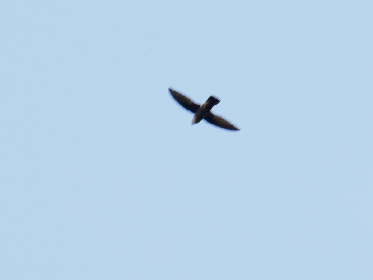 Vaux's Swift - ML642874780