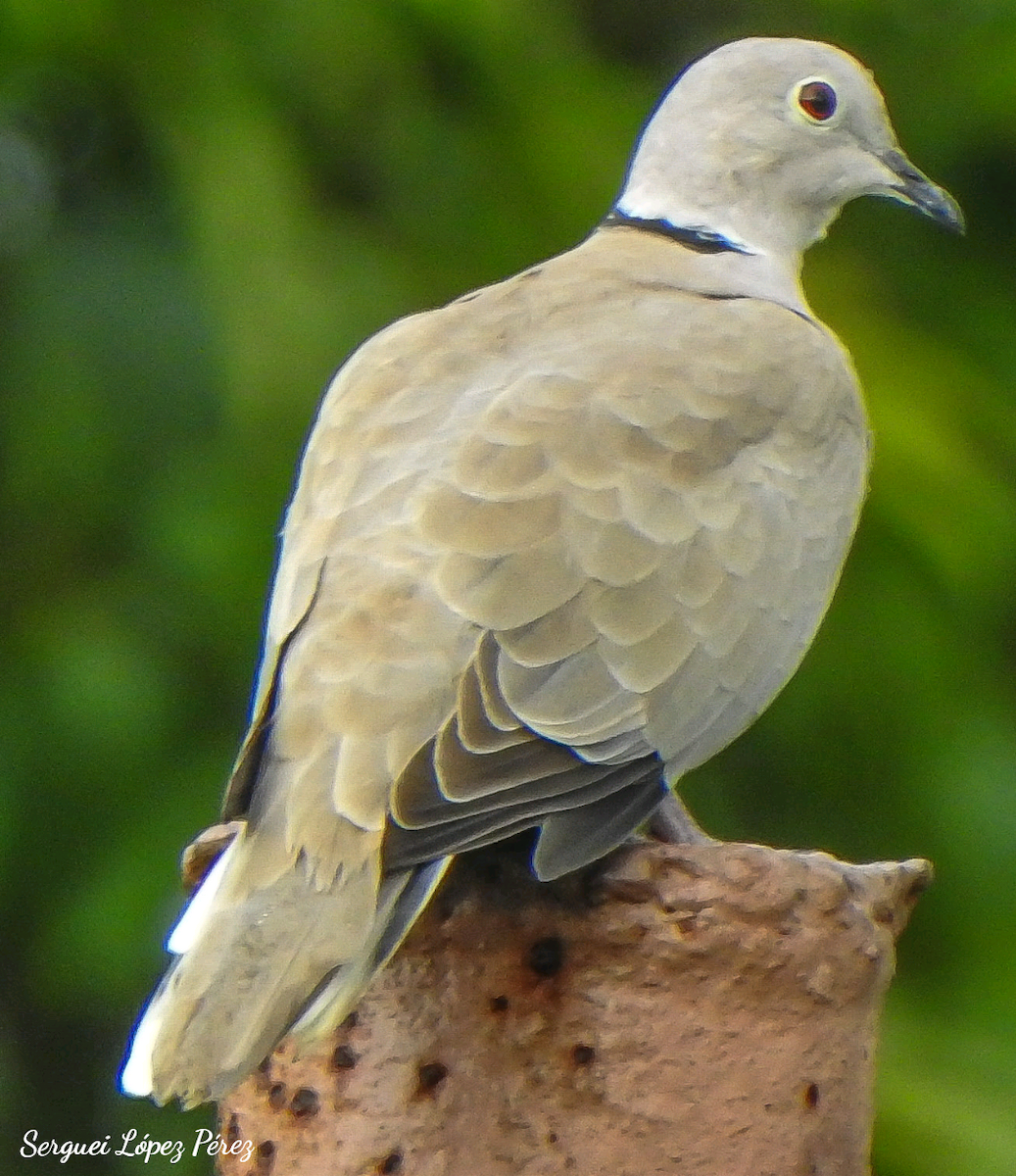 Eurasian Collared-Dove - ML642874782