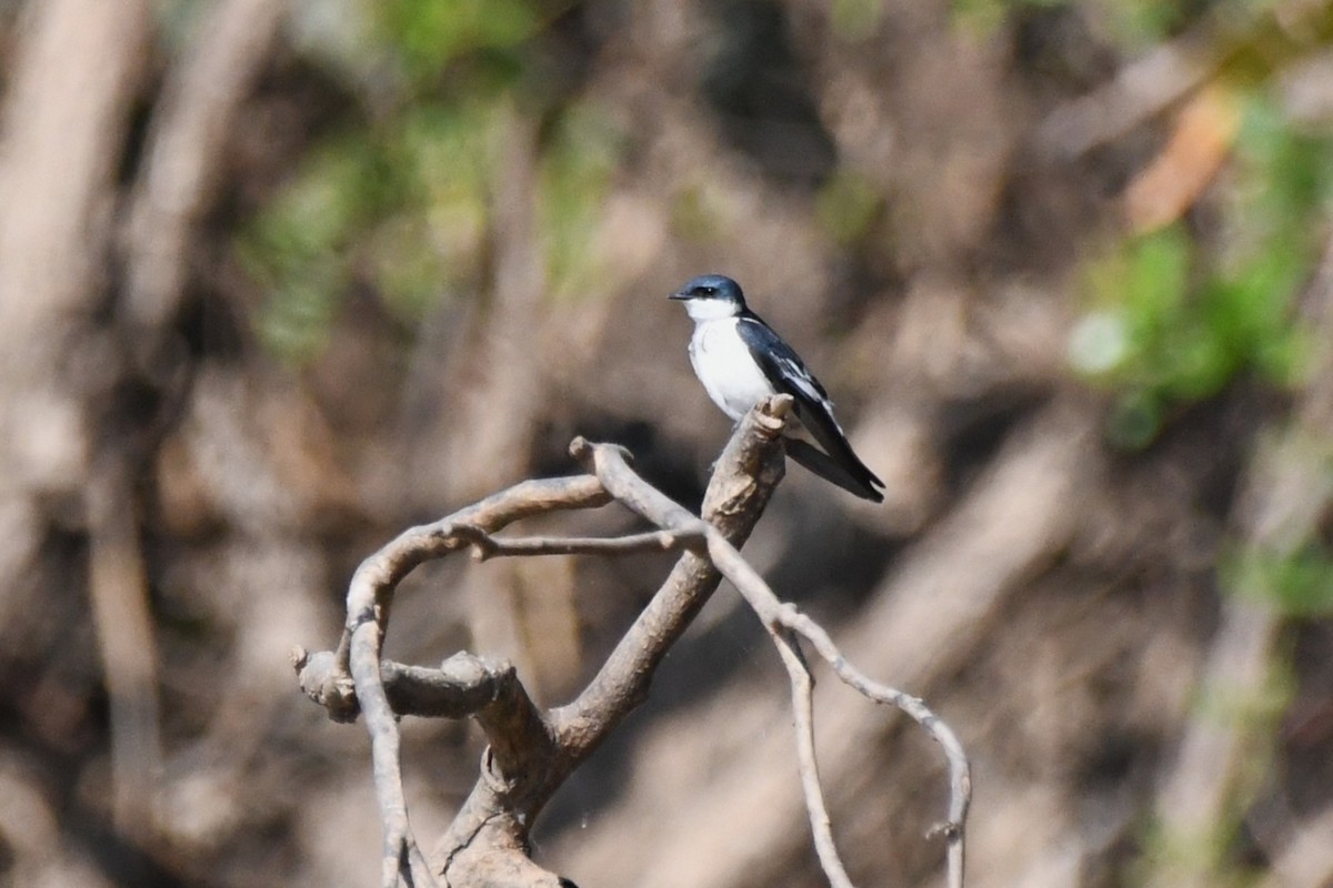 White-winged Swallow - ML642874784