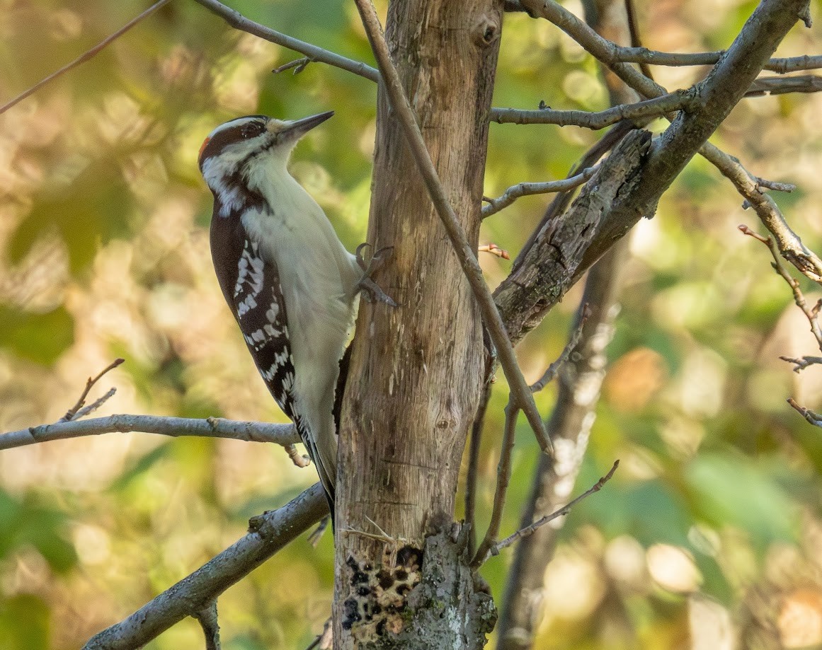 Hairy Woodpecker (Eastern) - ML642874787