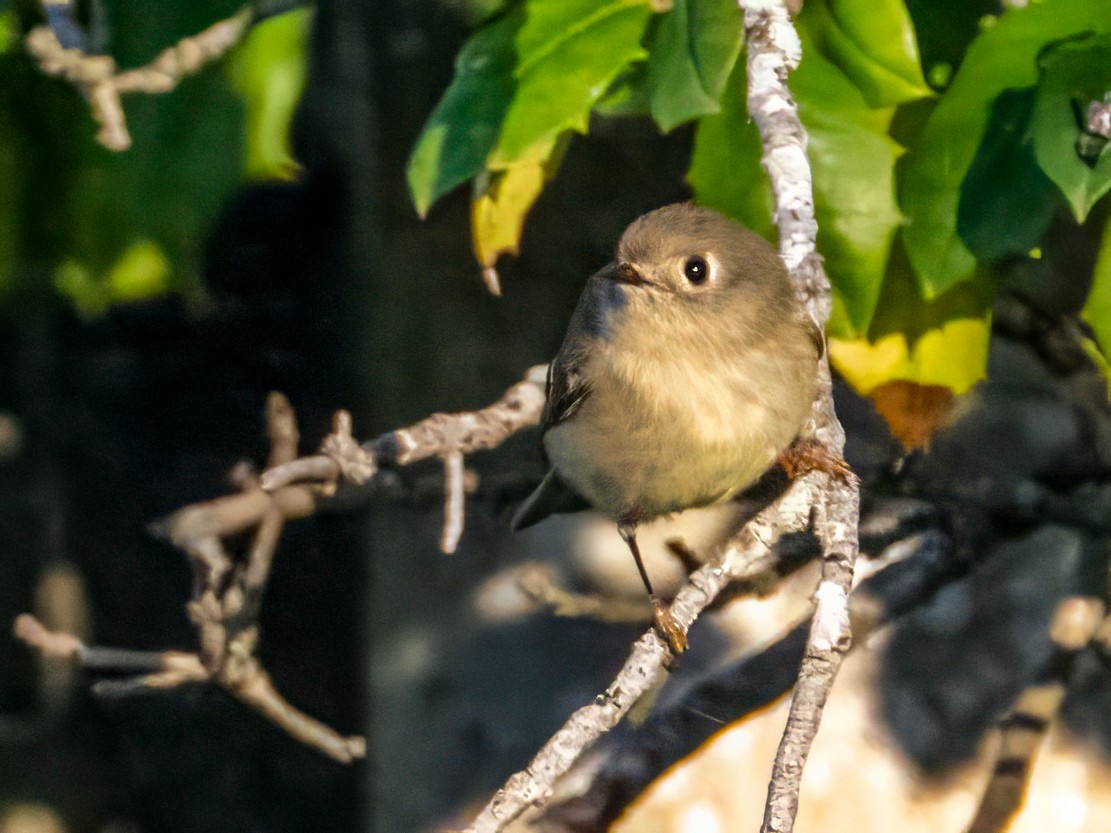 Ruby-crowned Kinglet - ML642874788