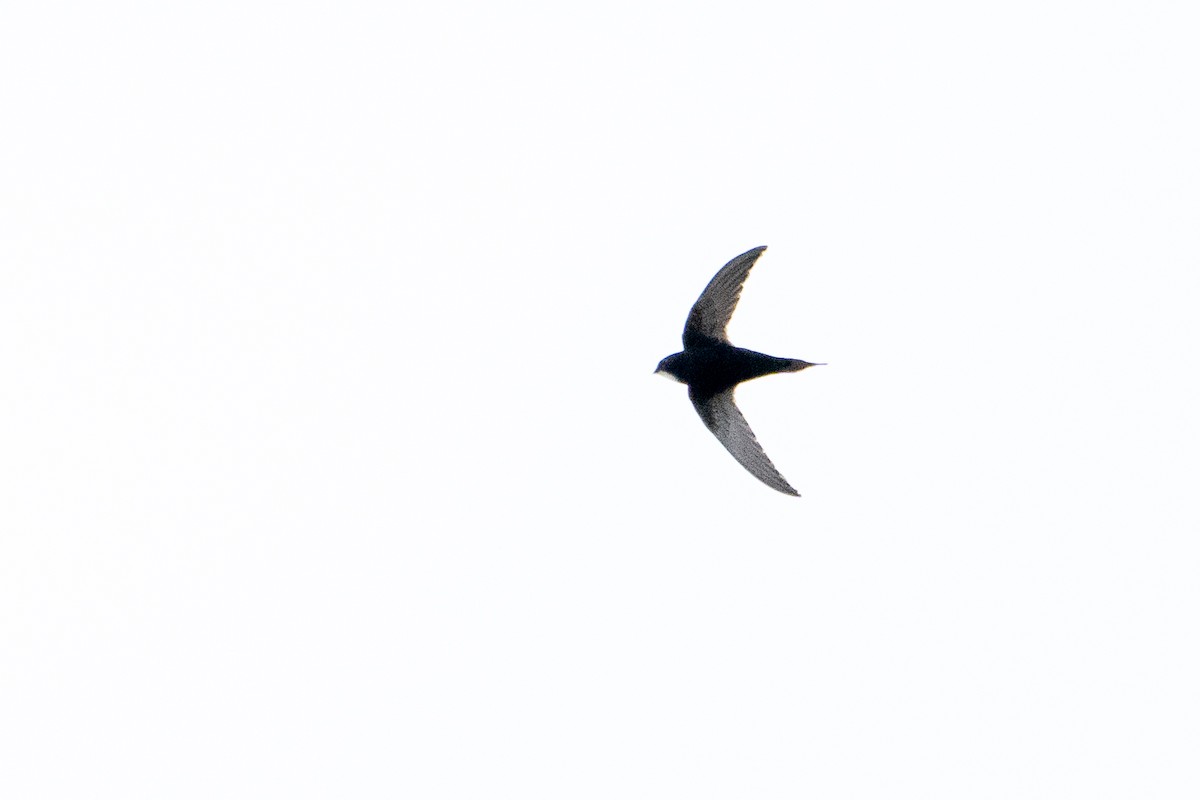 White-rumped Swift - ML642874789