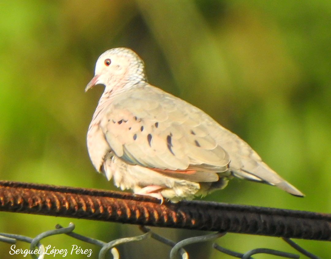 Common Ground Dove - ML642874790