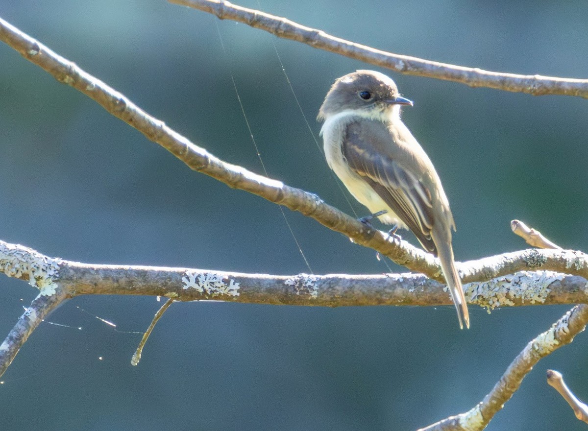 Eastern Phoebe - ML642874792