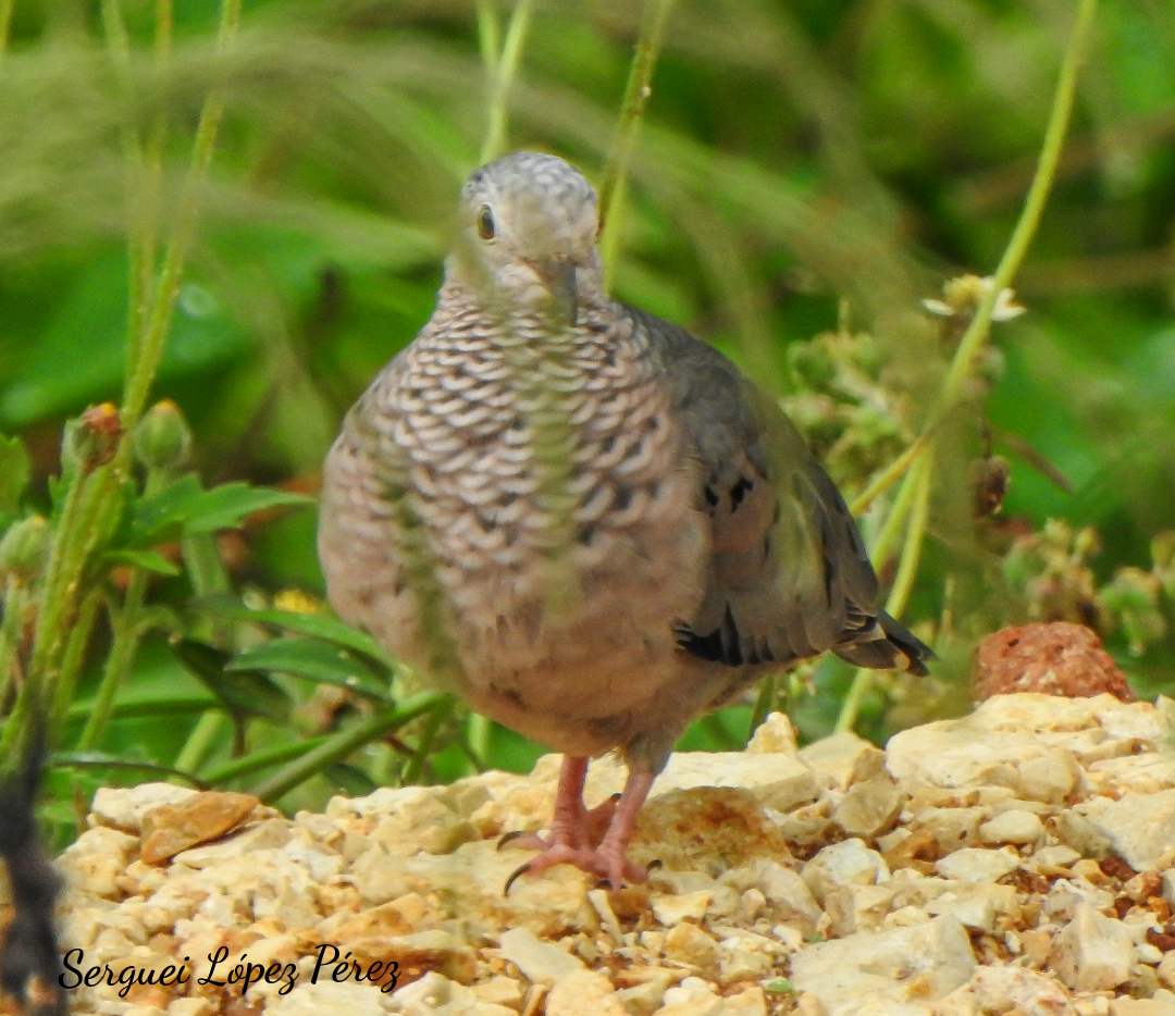 Common Ground Dove - ML642874795