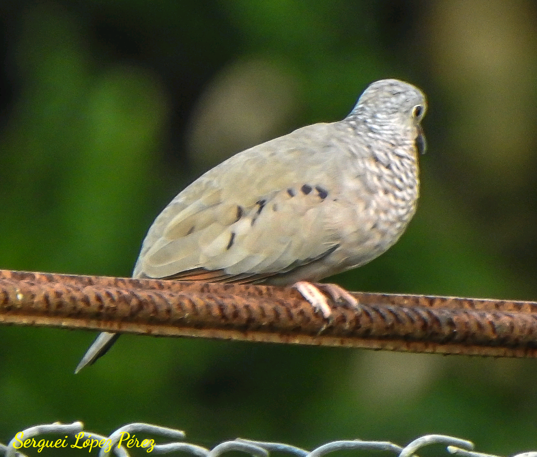 Common Ground Dove - ML642874802