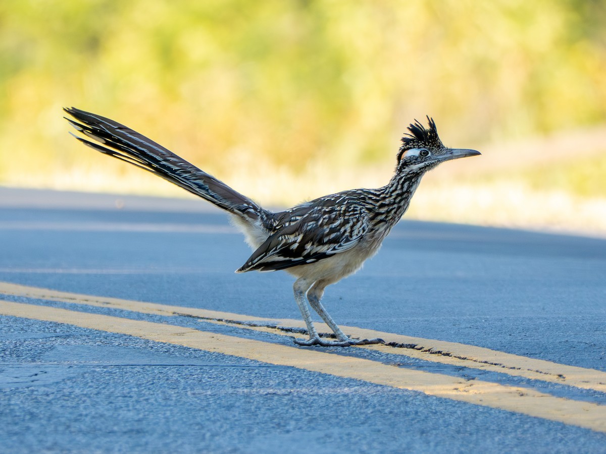Greater Roadrunner - ML642874803